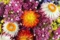 Colorful Statice Limonium and Helichrysum flowers background