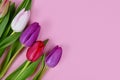 Bouquet of colorful tulip spring flowers in corner of pink background with blank copy space Royalty Free Stock Photo