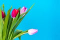 Bouquet of colorful tulips on bright pastel background, space for text Royalty Free Stock Photo