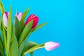 Bouquet of colorful tulips on bright pastel background, space for text Royalty Free Stock Photo