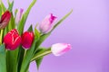 Bouquet of colorful tulips on bright pastel background, space for text Royalty Free Stock Photo