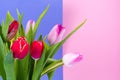 Bouquet of colorful tulips on bright pastel background, space for text Royalty Free Stock Photo