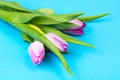 Bouquet of colorful tulips on bright pastel background, space for text Royalty Free Stock Photo