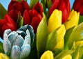 Red, yellow and blue fresh tulips close-up stock images