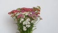 Bouquet of colorful wildflowers on a white background. Background picture. Royalty Free Stock Photo