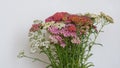 Bouquet of colorful wildflowers on a white background. Background picture. Royalty Free Stock Photo