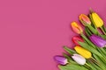 Bouquet of colorful tulip spring flowers in corner of pink background with blank copy space Royalty Free Stock Photo