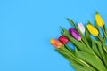 Bouquet of colorful tulip spring flowers in right corner of blue background with blank copy space Royalty Free Stock Photo