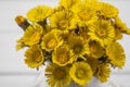 Bouquet Colts Foot or Tussilago