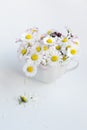 Bouquet of common daisies in white tea cup on white background. Selective focus Royalty Free Stock Photo