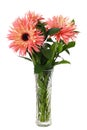 Bouquet of coral fluffy gerbera flowers and green ruscus leaves in a glass vase isolated