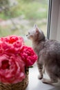 Bouquet coral peonies and grey cat