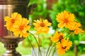 Bouquet of coreopsis and samovar