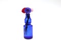 Bouquet of cornflower in a blue glass bottle isolated on a white background. Royalty Free Stock Photo