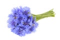 Bouquet of Cornflowers Isolated on White Background