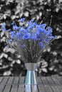 Bouquet of cornflowers in vase on Black and White background.Blue flowers,summer Field plants