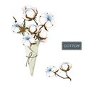 Bouquet of cotton branch in paper cornet on a white background. White fiber bolls and leaf on the stem. Fluffy flower
