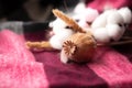 bouquet of cotton, fluffy ears of lagurus, poppy. the bouquet lies on a marsala-colored checkered fabric. cozy background Royalty Free Stock Photo