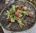 A bouquet of cranberry berries lying on a wooden surface.