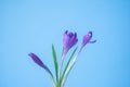 Bouquet crocus on a blue background. Spring concept. copy space