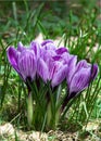 A bouquet crocus flower on a spring field.