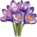 a bouquet of Crocus flowers. AI-Generated.