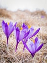 A bouquet of Crocus heuffelianus or Crocus vernus purple flowers