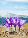 A bouquet of Crocus heuffelianus or Crocus vernus purple flowers.