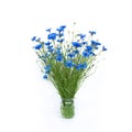 Bouquet of cut Blue Cornflowers on isolated white background Royalty Free Stock Photo