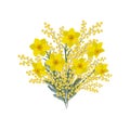 Bouquet of daffodills and mimosa on a white background. Spring yellow flowers