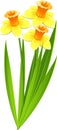 Bouquet of daffodils Royalty Free Stock Photo