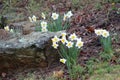 Daffodils Blooming Among the Rocks in Kentucky