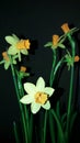 A bouquet of daffodils that bloomed in winter Royalty Free Stock Photo