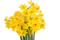 Bouquet of daffodils flower