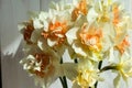 Bouquet of daffodils. Flowers on the background of a light wooden wall. Spring bouquet Royalty Free Stock Photo