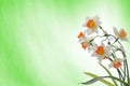 Bouquet of daffodils in the green background