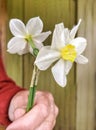 A bouquet of daffodils in the hands of a woman of advanced age Royalty Free Stock Photo