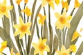 A bouquet of daffodils.Illustration of daffodil plant in bloom.