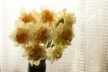 Bouquet of daffodils in the interior. Flowers against the backdrop of a lighted window.. Spring bouquet. copy space Royalty Free Stock Photo