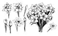 Bouquet of daffodils isolated on white. Black outline hand drawn sketch of narcissus flowers bunch. Vector for spring