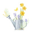 A bouquet of daffodils, mimosa and crocus in a metal watering can. Hand drawn watercolor illustration on white. Perfect for Royalty Free Stock Photo