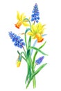 Bouquet of daffodils and muscari, hand drawing.