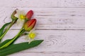 Bouquet of daffodils and red tulips on white wooden background. Greeting card for Easter, Valentine`s Day, Women`s Day Royalty Free Stock Photo