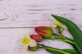 Bouquet of daffodils and red tulips on white wooden background. Greeting card for Easter, Valentine`s Day, Women`s Day Royalty Free Stock Photo