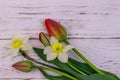 Bouquet of daffodils and red tulips on white wooden background. Greeting card for Easter, Valentine`s Day, Women`s Day Royalty Free Stock Photo