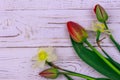 Bouquet of daffodils and red tulips on white wooden background. Greeting card for Easter, Valentine`s Day, Women`s Day Royalty Free Stock Photo