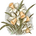 Bouquet of daffodils