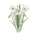 Bouquet of daffodils. Watercolor spring floral illustration, hand drawn. Easter, Valentine