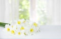 Bouquet of daffodils on a white table isolated on white background
