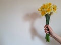 A bouquet of daffodils in woman`s hand